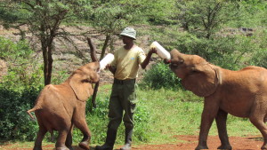 27-Elephant orphange