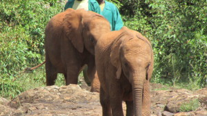 28-Elephant orphange-001