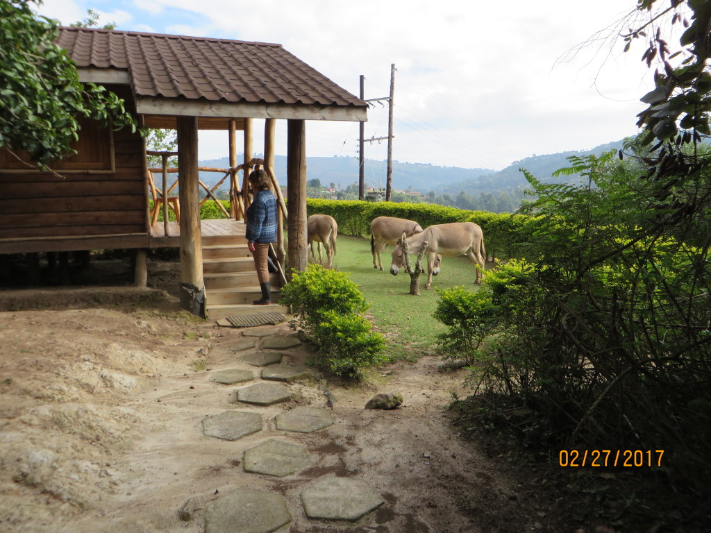 Donell and the donkeys.