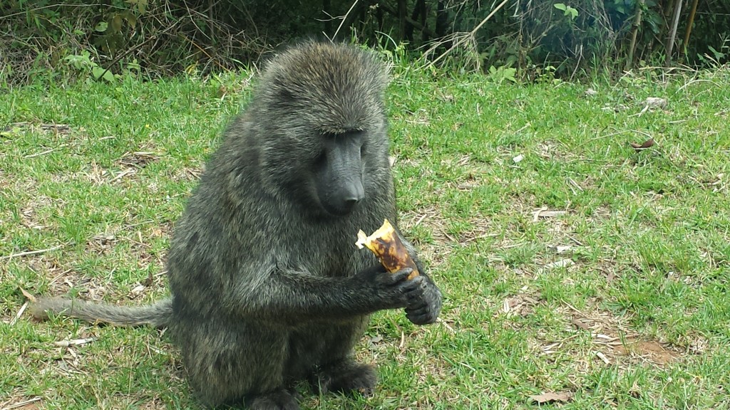A babboon enjoys a banana we threw to her.