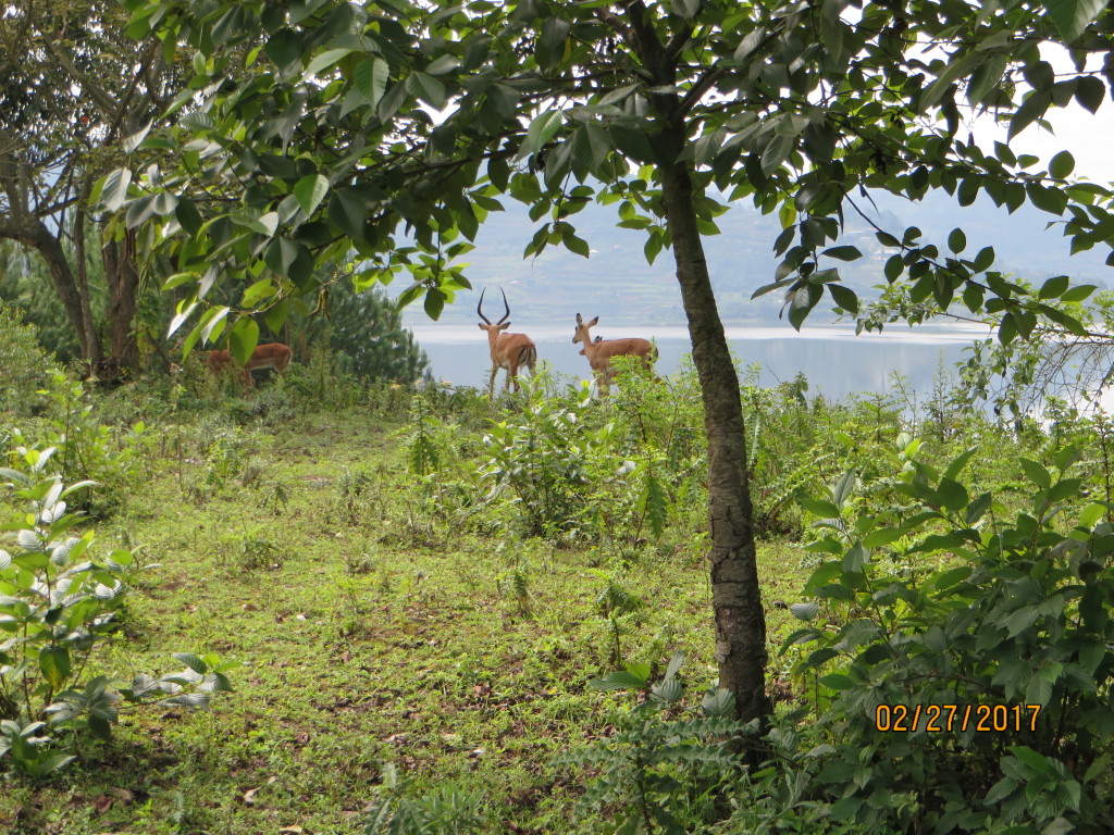 Impalas at the eco lodge.