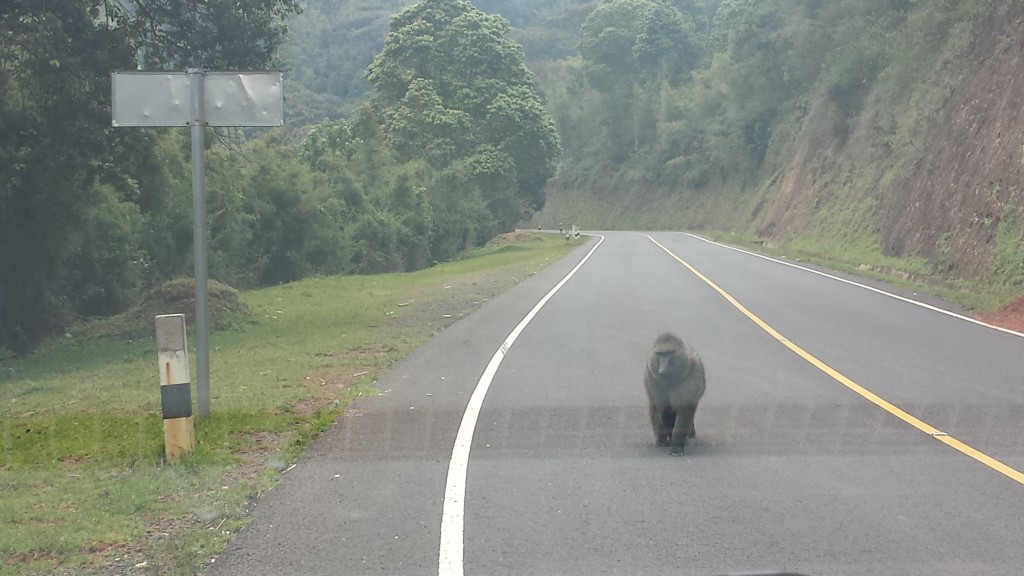 A baboon strolls onto the road.